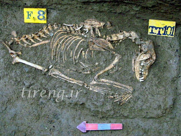 تدفین سگ سه هزار ساله تپه طالقانی